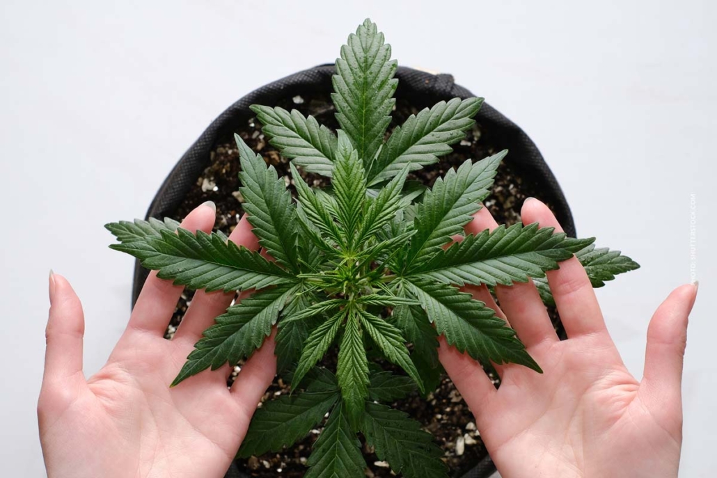 cannabis-anbau-wachstum-mehr-ertrag-tipps-schritte-anleitung-pflanze-hand-pflege