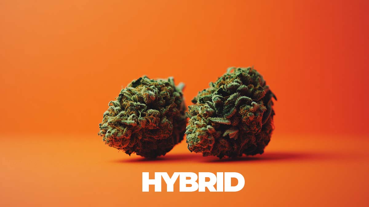Hybrid Energie Ruhe Cannabis Strains Hemp Thc Wissen