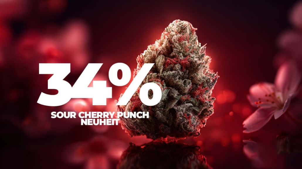 thc-bluete-cannabis-34-prozent-neu-weltneuheit-medizin-cannazen-sour-cherry-punch-strain-news