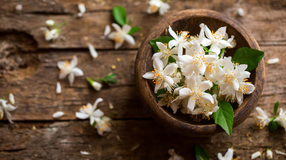 nerolidol-jasmin-blume-duft-terpen-aroma-geschmack-wirkung-effekt-cannabis-weed-hanf-marihuana-sorte